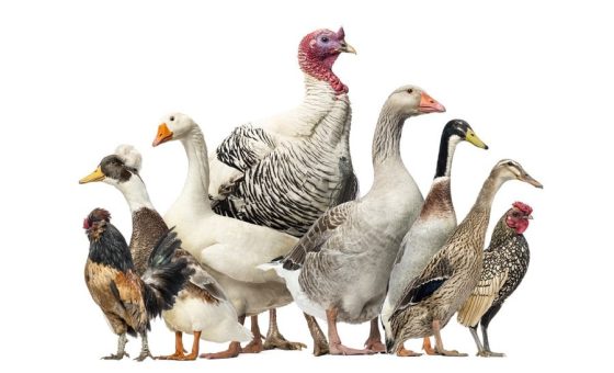 Rappel : recensement des oiseaux et mesures de protection en vue de la prévention et de la lutte contre l’influenza aviaire